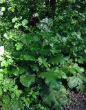 Arctium tomentosum