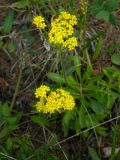 Patrinia sibirica