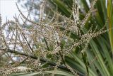 Cordyline australis