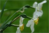 genus Narcissus