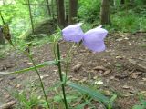 Campanula persicifolia