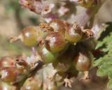 Cuscuta lehmanniana