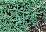 Dianthus arenarius