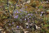 Campanula rotundifolia