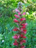 Echium popovii