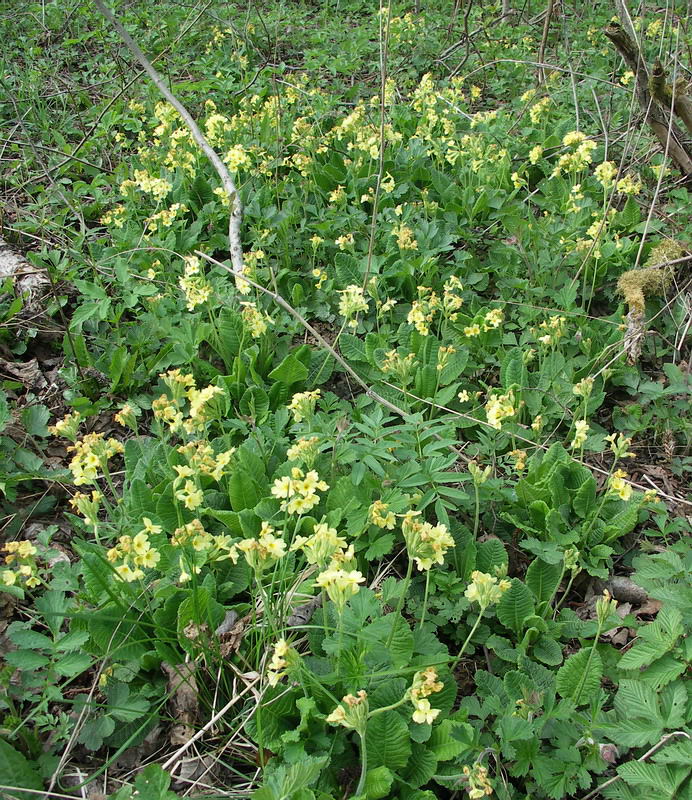 Image of Primula elatior specimen.