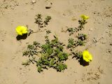 Oenothera drummondii