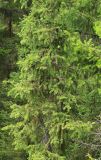 Picea × fennica. Часть кроны со старыми вызревшими шишками. Мурманская обл., Кандалакшский р-н, пос. Лувеньга. 03.07.2010.