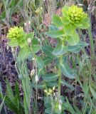 Euphorbia agraria