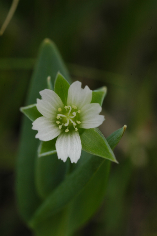 Изображение особи Cerastium perfoliatum.