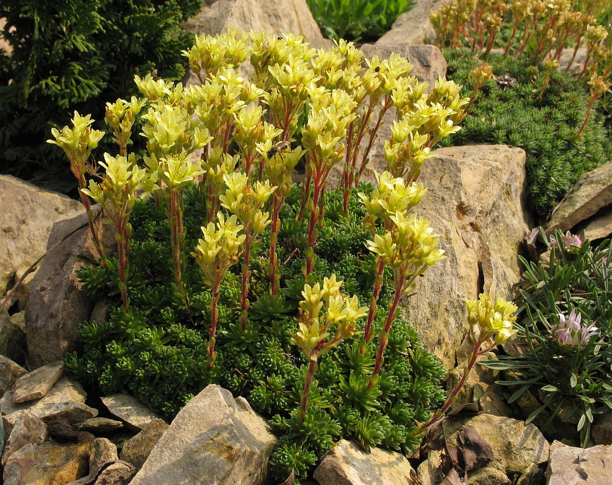 Изображение особи Saxifraga &times; eudoxiana.