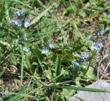 Veronica gentianoides. Цветущее растение. Армения, Сюник, ущелье реки Воротан. 04.05.2013.