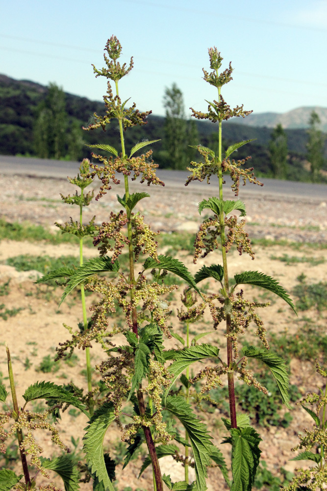 Изображение особи Urtica dioica.