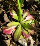 Arabis borealis. Розетка прикорневых листьев. Пермский край, окр. г. Красновишерск, левый берег р. Вишера, залесённое подножие известнякового уступа \"Камень Ветлан\". 10.06.2013.