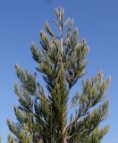 Sequoiadendron giganteum. Верхняя часть кроны молодого растения. Германия, г. Дюссельдорф, Ботанический сад университета. 10.03.2014.