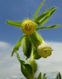 Onosma microcarpa