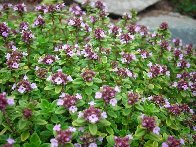 Изображение особи Thymus pulegioides.