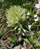 Trifolium trichocephalum. Соцветие. Карачаево-Черкесия, Архыз, долина р. Аманауз, пихтовый лес, 1800 м н.у.м. 14.06.2014.