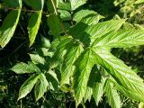 Filipendula ulmaria