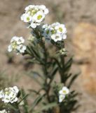 Ptilotrichum tenuifolium. Соцветия. Бурятия, окр. г. Гусиноозерск, обочина дороги к озеру. 13.07.2014.