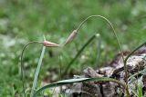 Tulipa buhseana