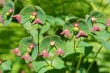 Euphorbia macroceras