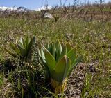 род Eremurus