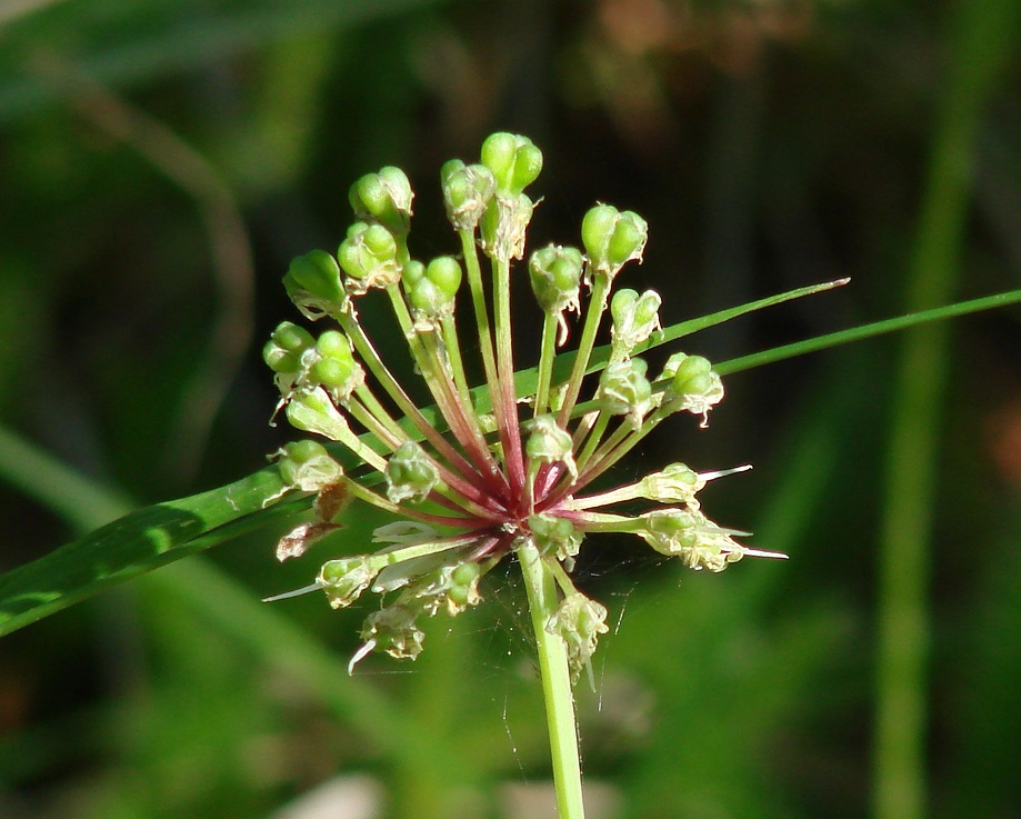 Image of Allium microdictyon specimen.