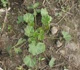 Malva pusilla