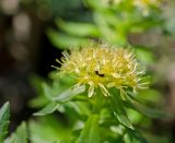 Rhodiola krylovii