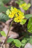 Chrysosplenium alternifolium