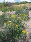 Inula britannica