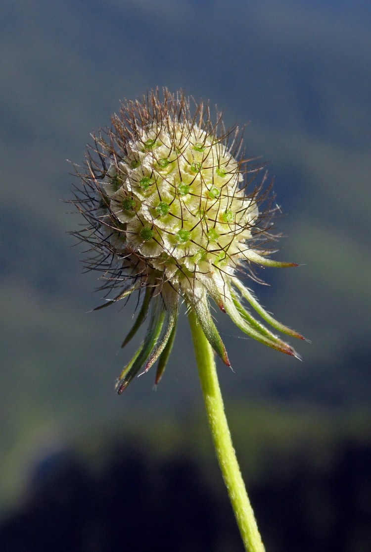 Изображение особи Scabiosa bipinnata.