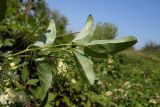 Clematis vitalba