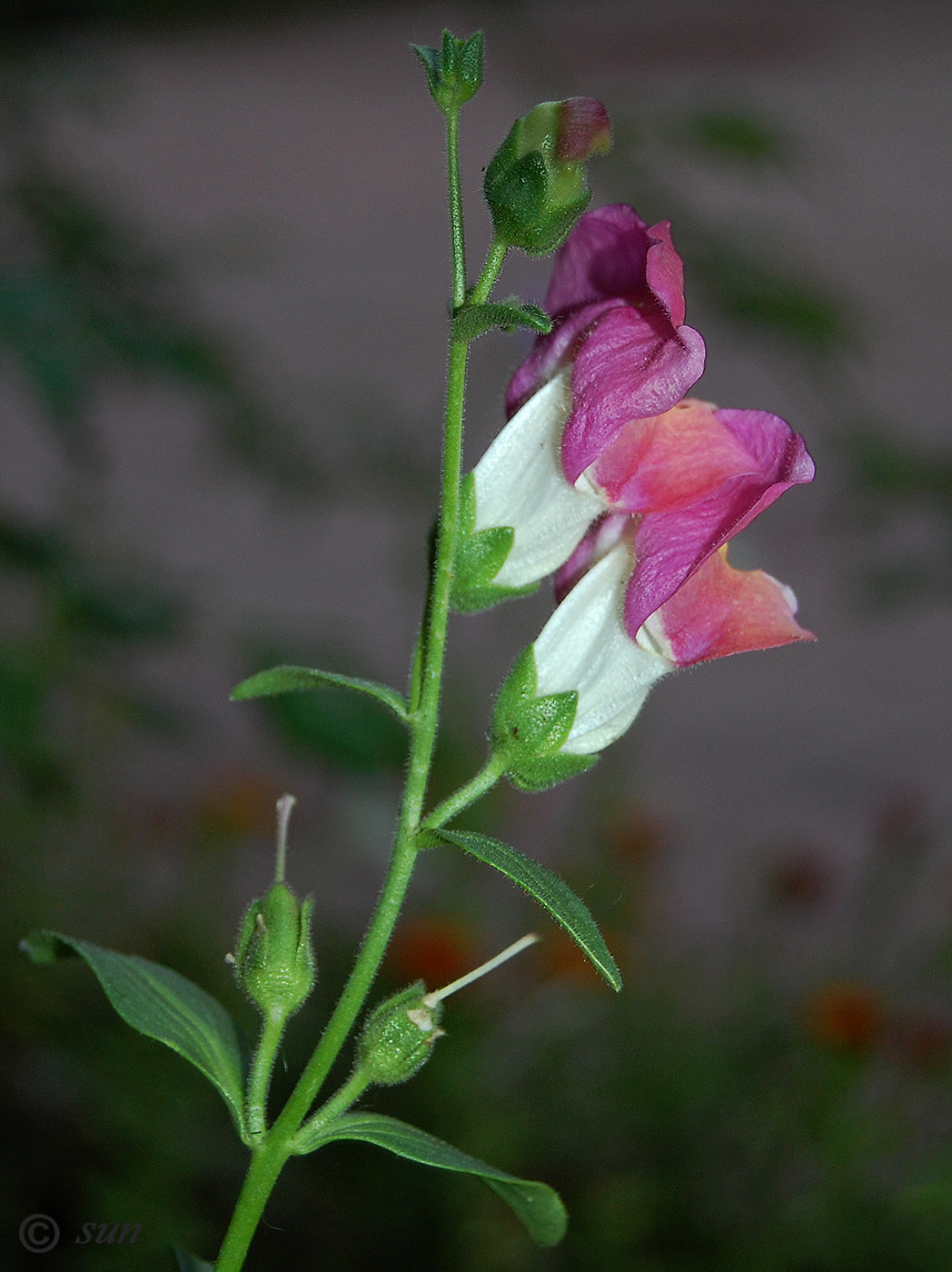 Изображение особи Antirrhinum majus.