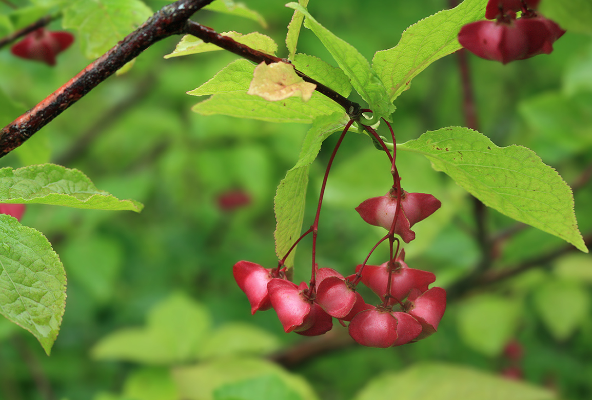 Изображение особи Euonymus miniatus.