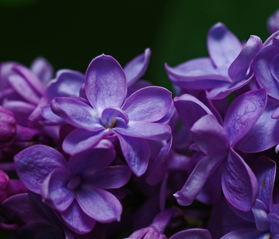 Изображение особи Syringa vulgaris.