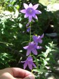 род Campanula