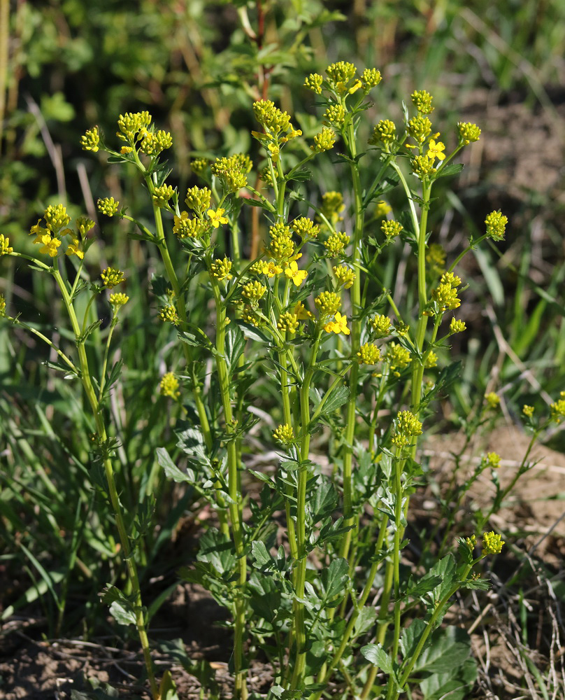 Image of Barbarea vulgaris specimen.