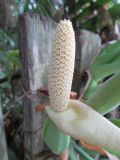 Syngonium podophyllum. Соцветие. Австралия, г. Брисбен, частная застройка. 14.04.2016.