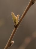 Cotoneaster lucidus
