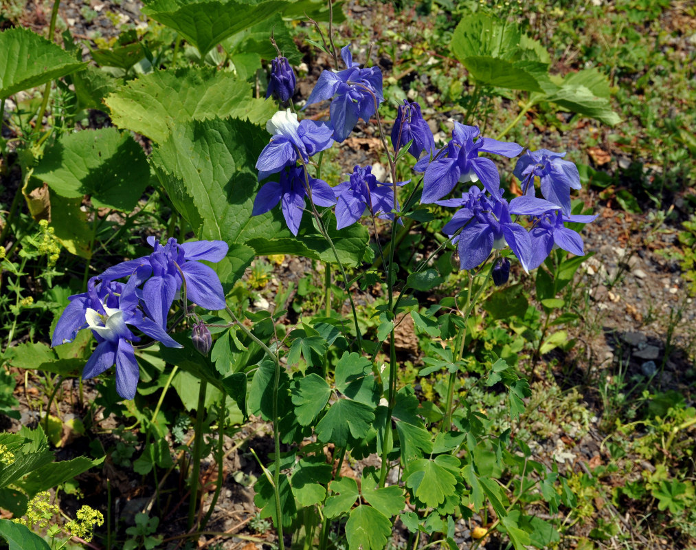 Изображение особи Aquilegia olympica.