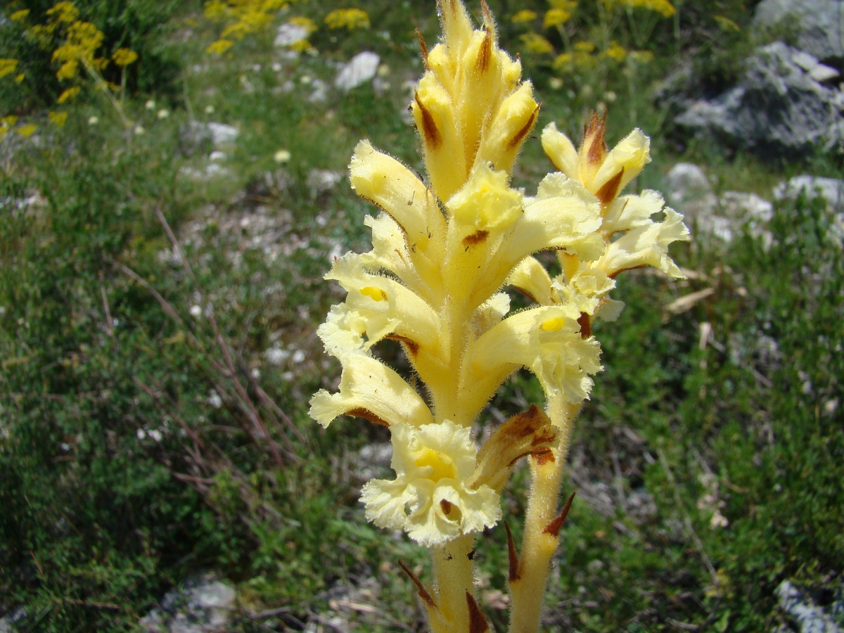 Изображение особи Orobanche lutea.