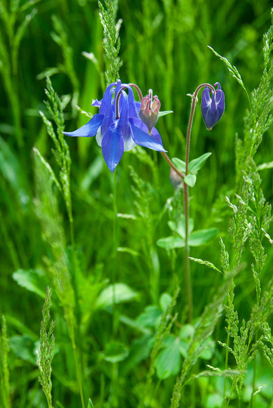 Изображение особи Aquilegia sibirica.