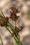 Juncus compressus. Части побегов с соплодиями. Башкирия, Ишимбайский р-н, окр. горы Куш-тау, галечный берег р. Белая. 16.08.2018.