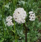 Valeriana tuberosa. Соцветие. Восточный Казахстан, г. Усть-Каменогорск, правый берег р. Иртыш, луг. 21.05.2018.