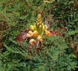 Caesalpinia gilliesii