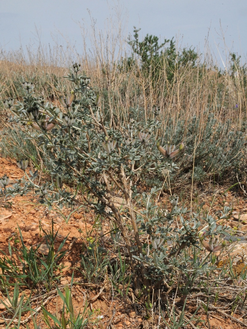 Изображение особи Astragalus aulieatensis.