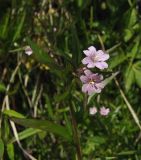 Epilobium hornemannii. Верхушка цветущего побега. Магаданская обл., окр. г. Магадан, побережье бухты Нагаева, Морпортовская сопка, на моховой подушке у ручья. 14.07.2015.