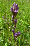 Gentianella lingulata